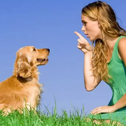 Pet Training & Behavior